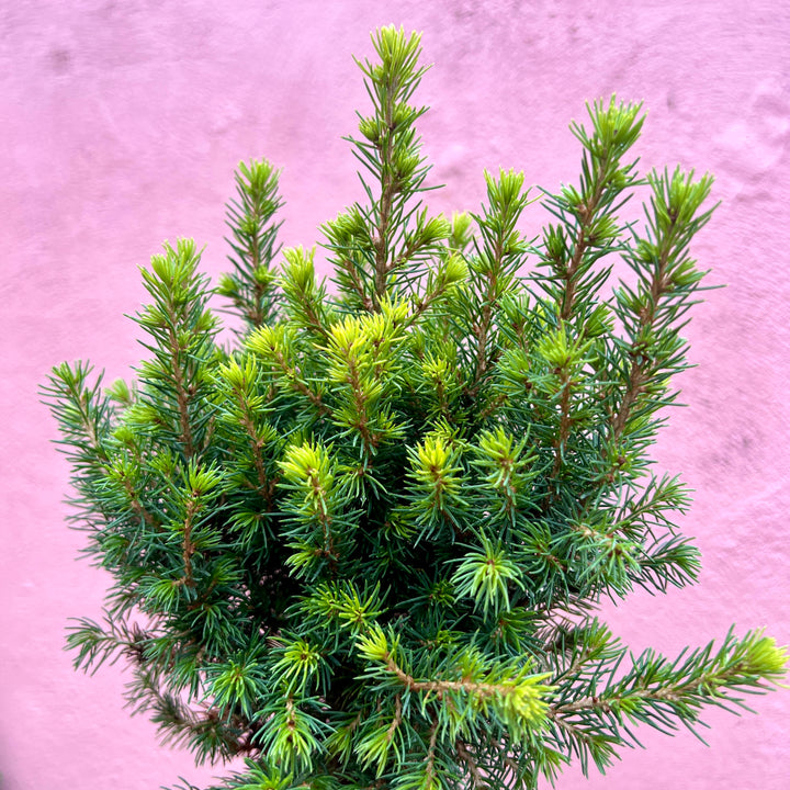 Picea glauca 'Perfecta'