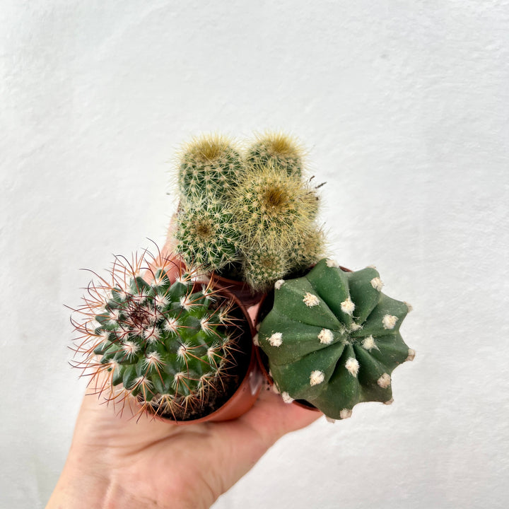 Mini Cactus Lucky Dip