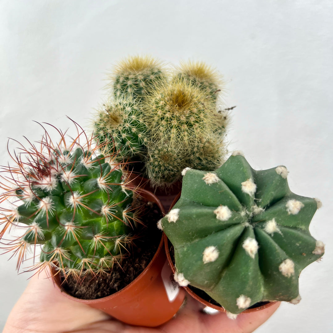 Mini Cactus Lucky Dip