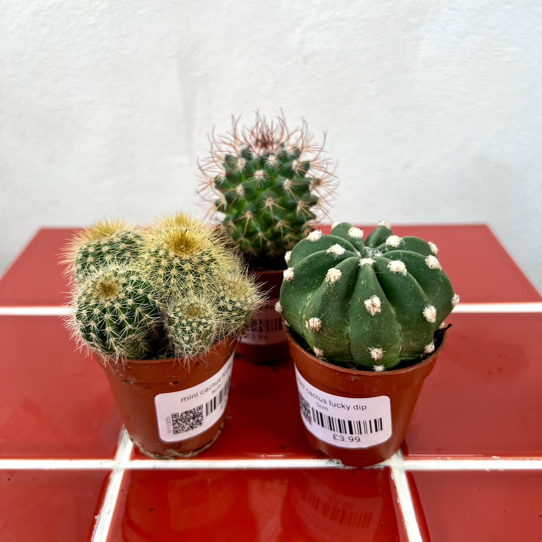 Mini Cactus Lucky Dip