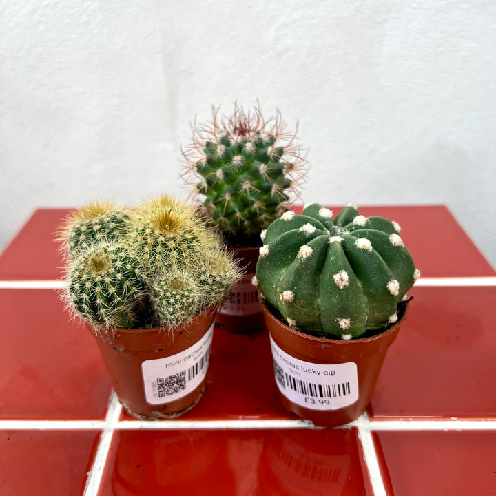 Mini Cactus Lucky Dip