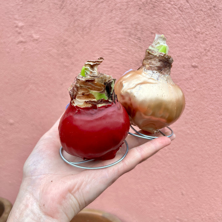 Hippeastrum ‘Picasso’ Wax Art – Waxed Amaryllis Bulb