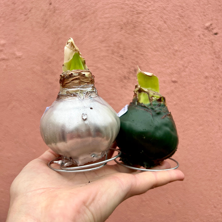 Hippeastrum ‘Picasso’ Wax Art – Waxed Amaryllis Bulb