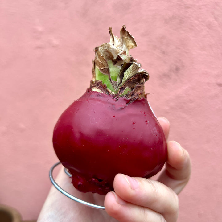 Hippeastrum ‘Picasso’ Wax Art – Waxed Amaryllis Bulb