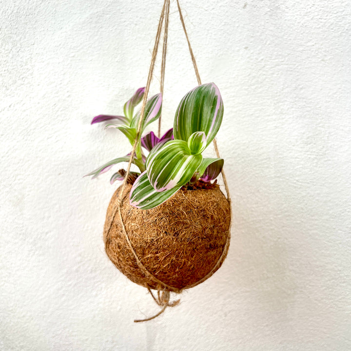 Tradescantia albiflora ‘Nanouk’ Kokodama