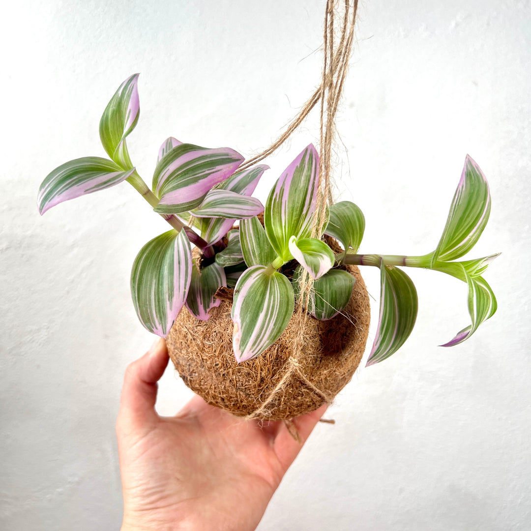 Tradescantia albiflora ‘Nanouk’ Kokodama