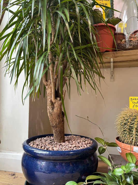 Dracaena reflexa 'Anita' in blue vibes pot