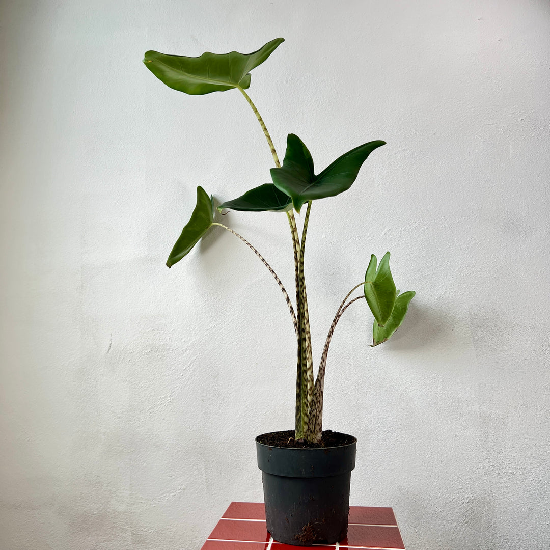 Alocasia zebrina – Zebra Plant