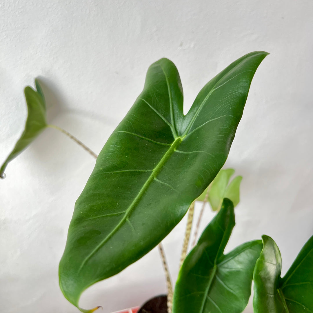 Alocasia zebrina – Zebra Plant