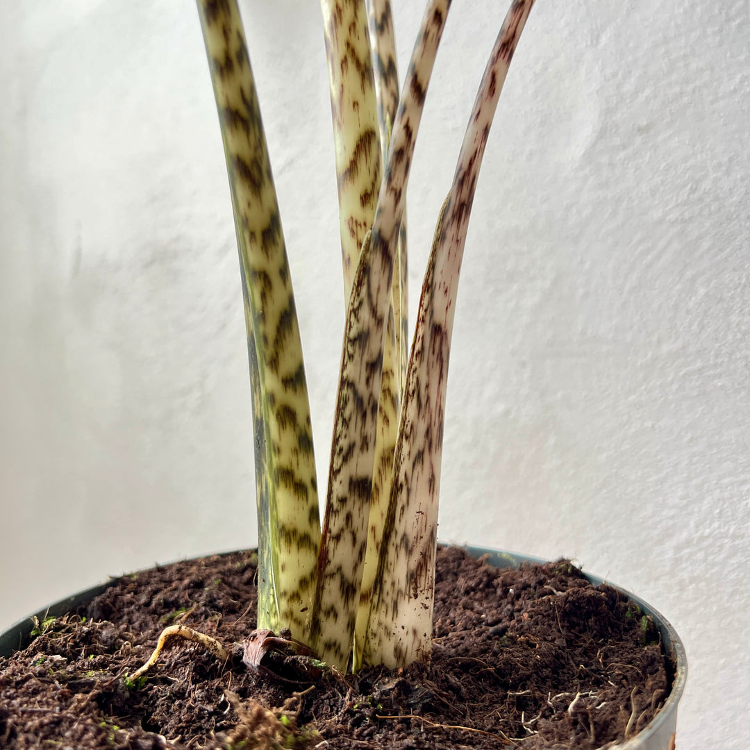 Alocasia zebrina – Zebra Plant