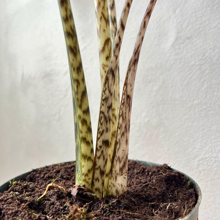 Alocasia zebrina – Zebra Plant