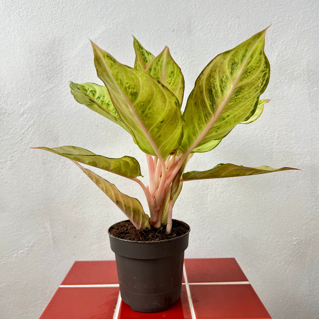 Aglaonema ‘Chartreuse Pretty’ – Chinese Evergreen