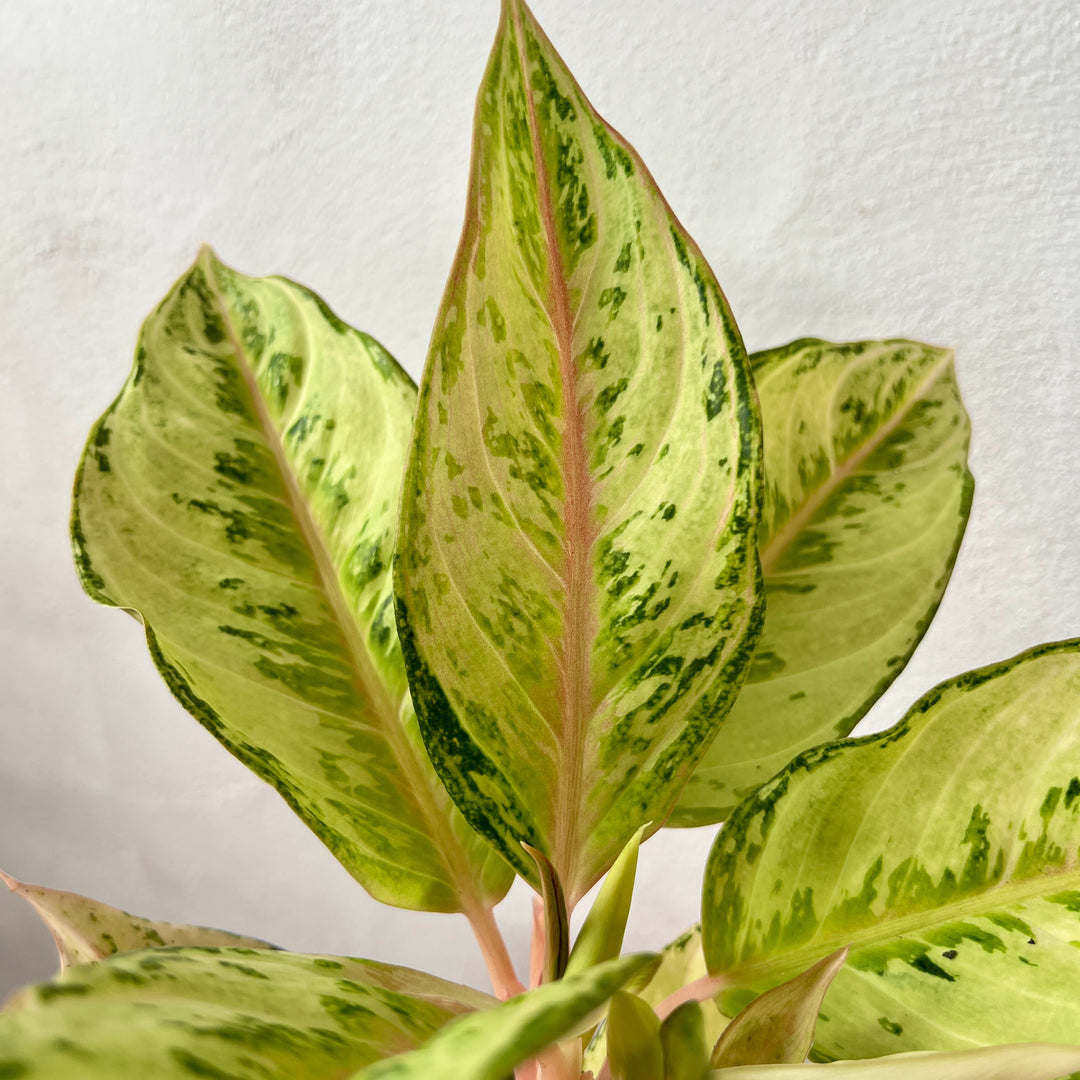 Aglaonema ‘Chartreuse Pretty’ – Chinese Evergreen