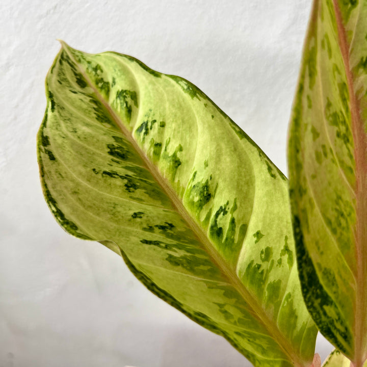 Aglaonema ‘Chartreuse Pretty’ – Chinese Evergreen