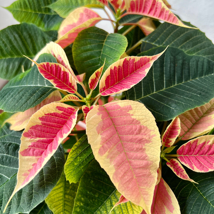 Poinsettia Two Tone – Euphorbia pulcherrima