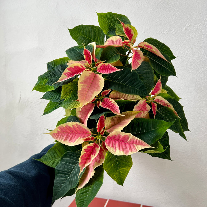 Poinsettia Two Tone – Euphorbia pulcherrima