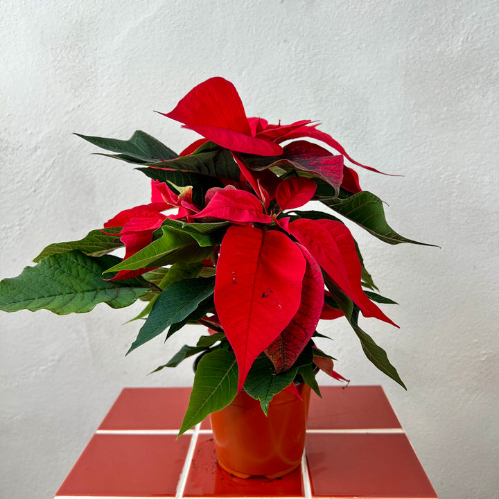 Poinsettia Red – Euphorbia pulcherrima