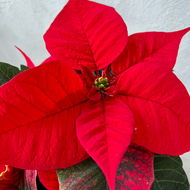 Poinsettia Red – Euphorbia pulcherrima