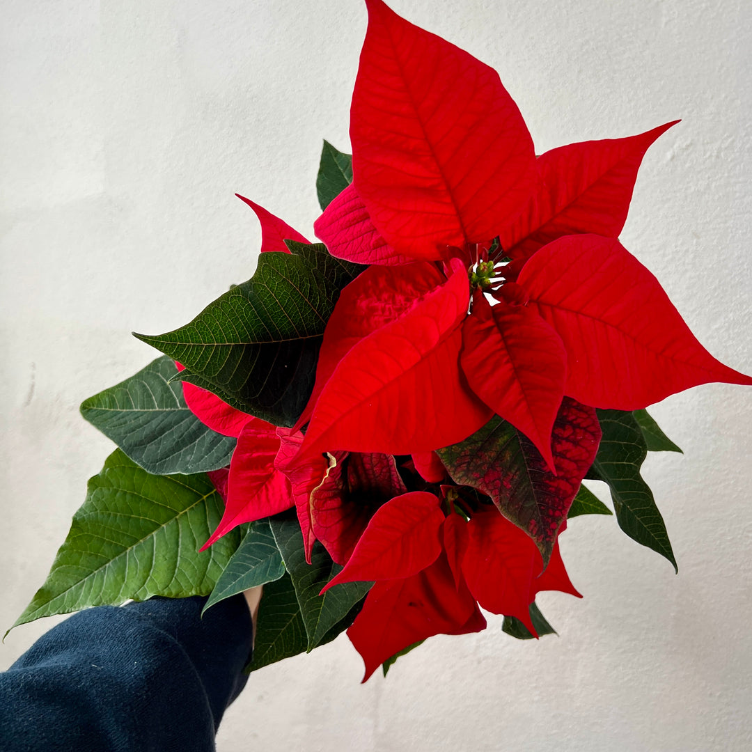 Poinsettia Red – Euphorbia pulcherrima
