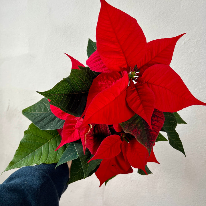 Poinsettia Red – Euphorbia pulcherrima