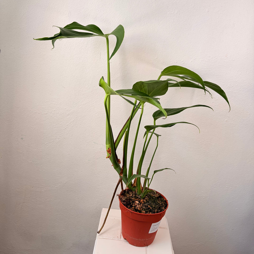 Monstera 'Burle Marx Flame'