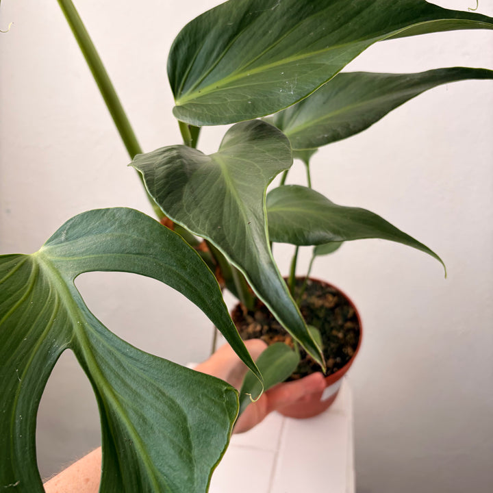 Monstera 'Burle Marx Flame'