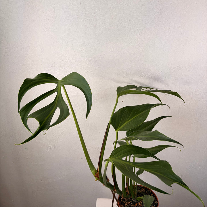 Monstera 'Burle Marx Flame'