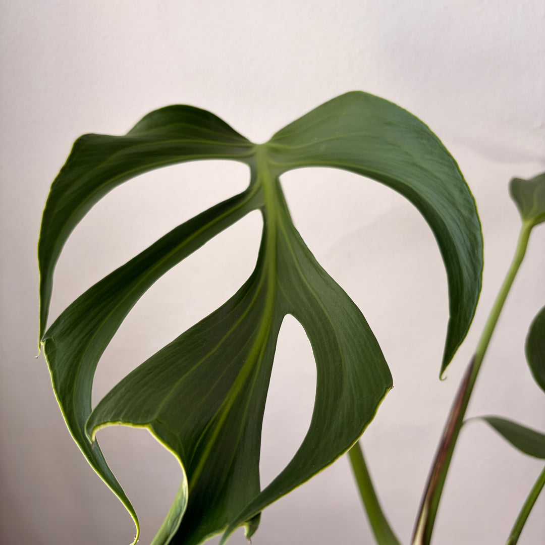 Monstera 'Burle Marx Flame'