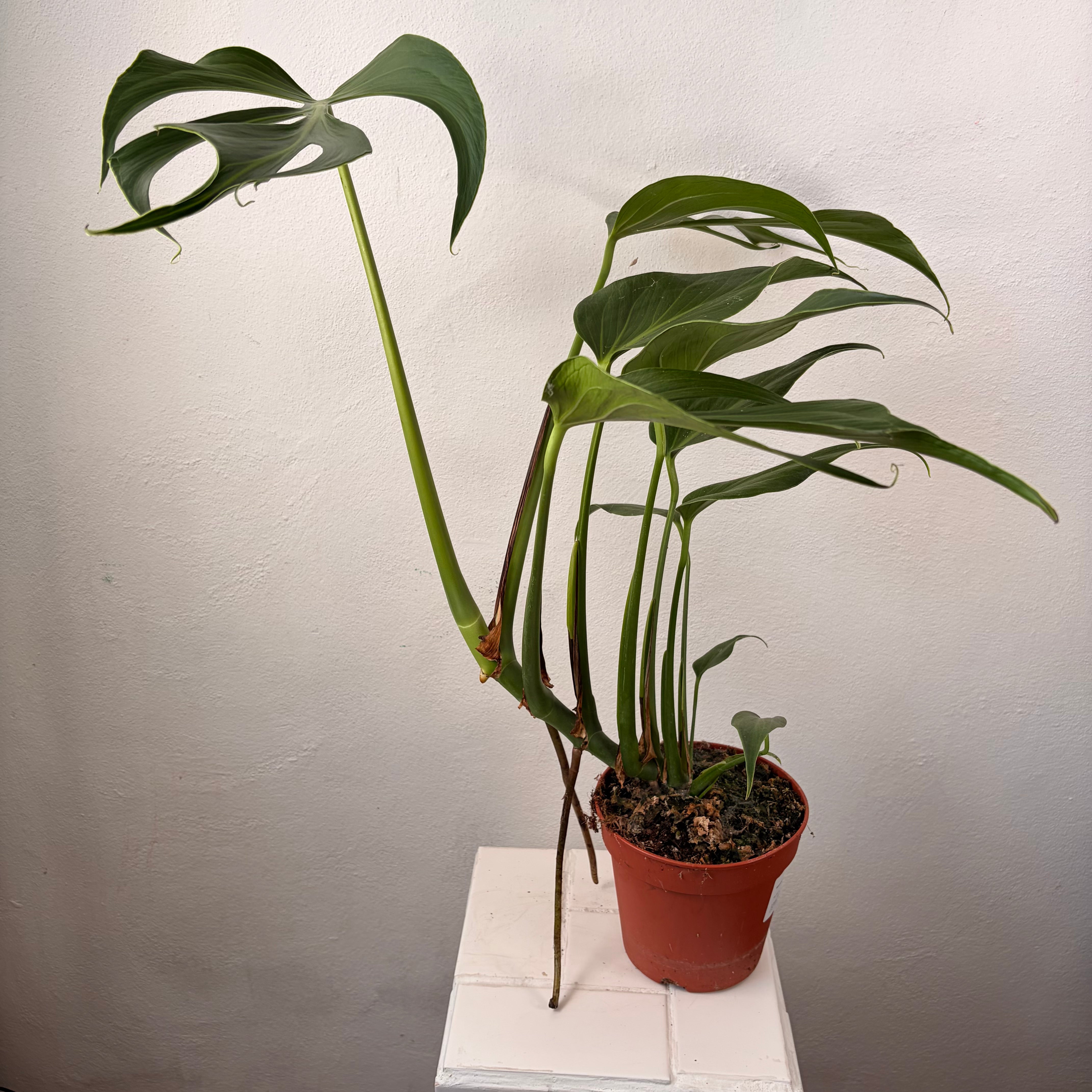 Houseplants