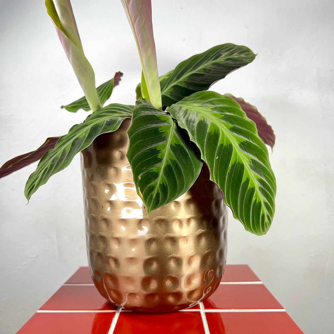 Mayren Hammered Gold Pot – D20 x H22cm