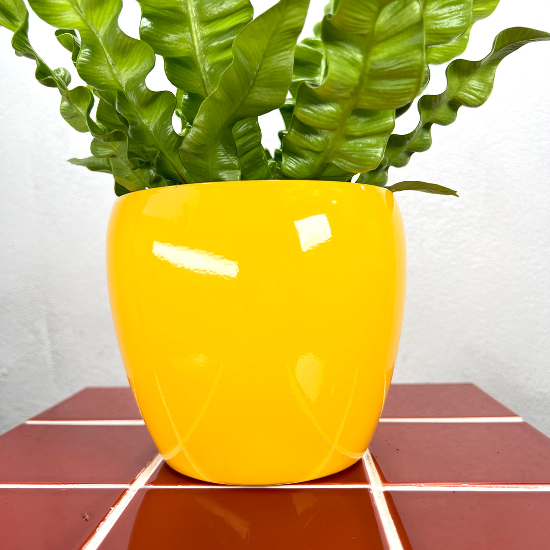 Gloss Colour Ceramic Pot  (15 × 13 cm)