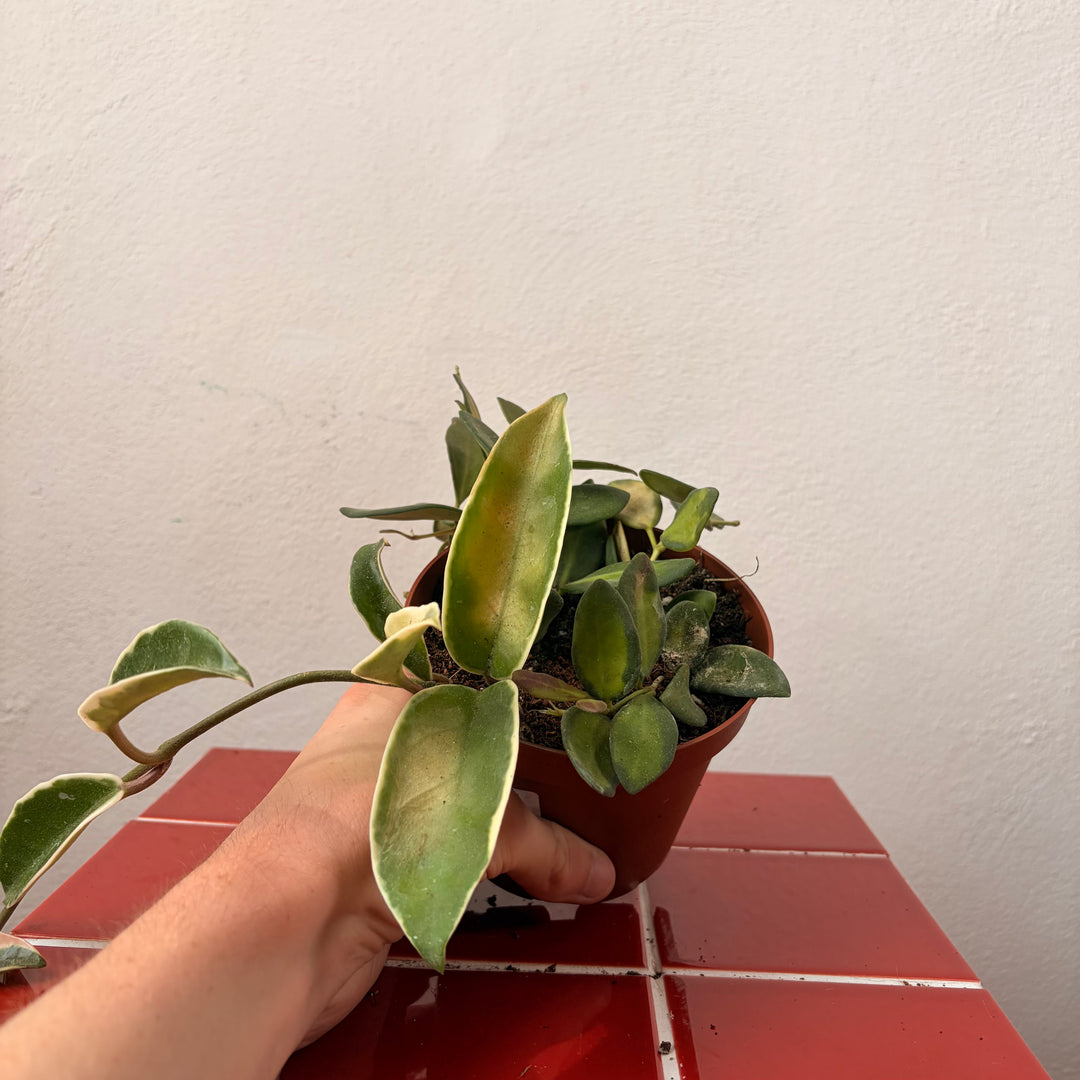 RESCUE Hoya mix