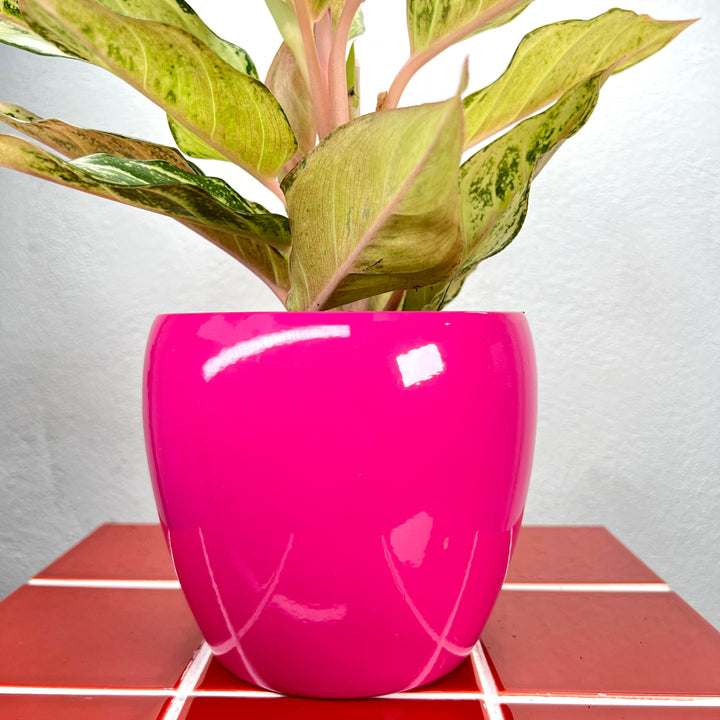 Gloss Colour Ceramic Pot  (15 × 13 cm)