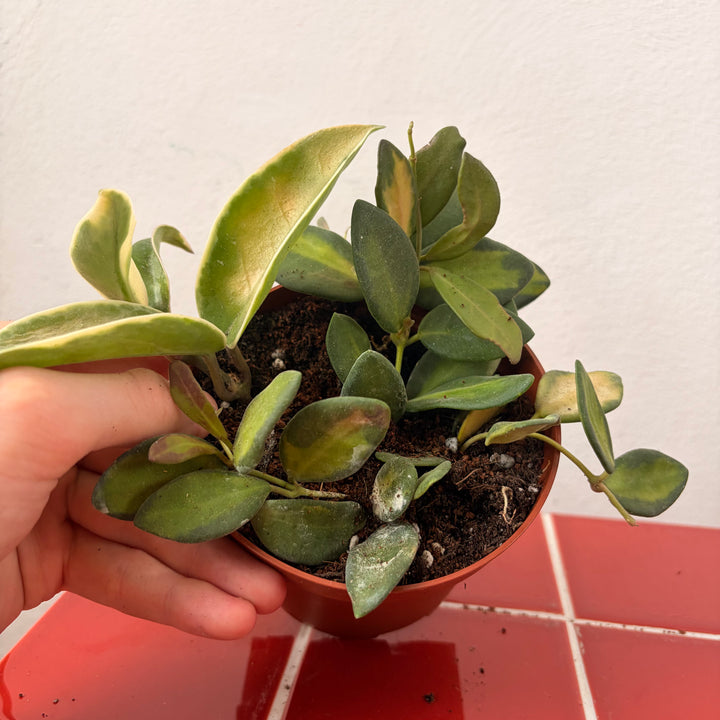 RESCUE Hoya mix