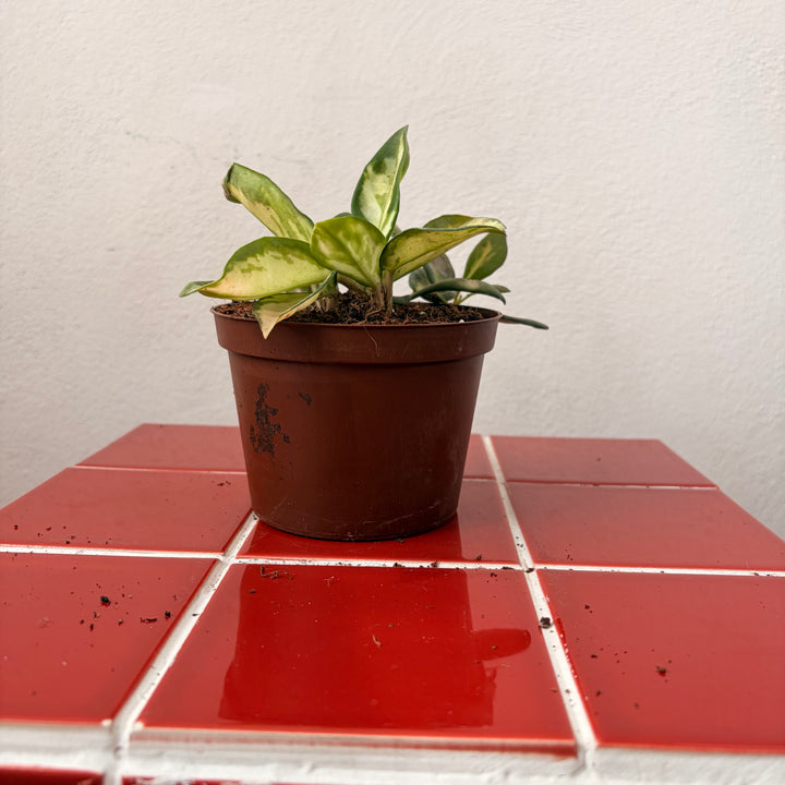 RESCUE Hoya mix