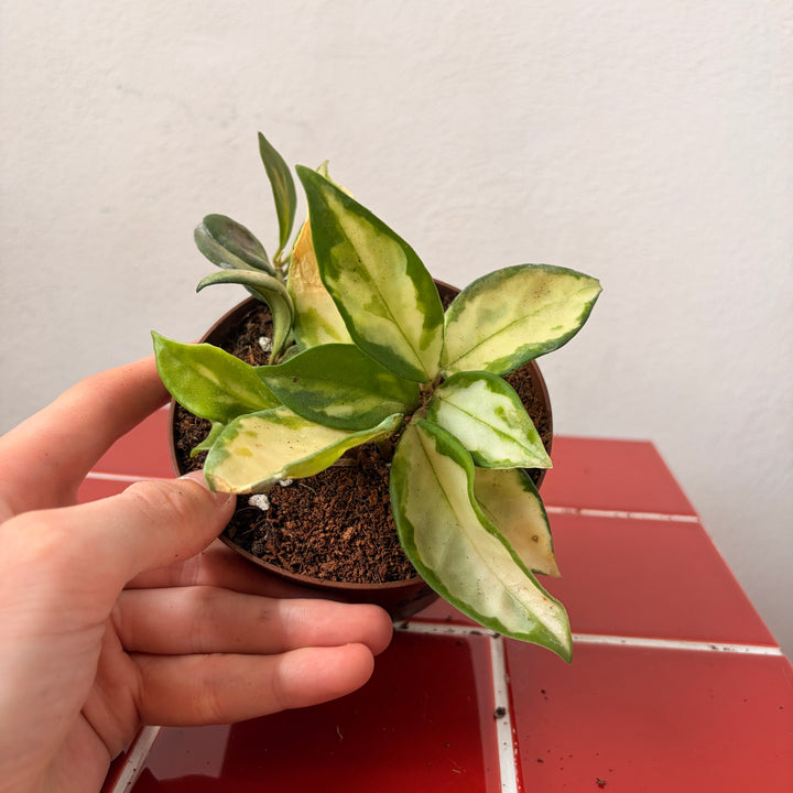 RESCUE Hoya mix