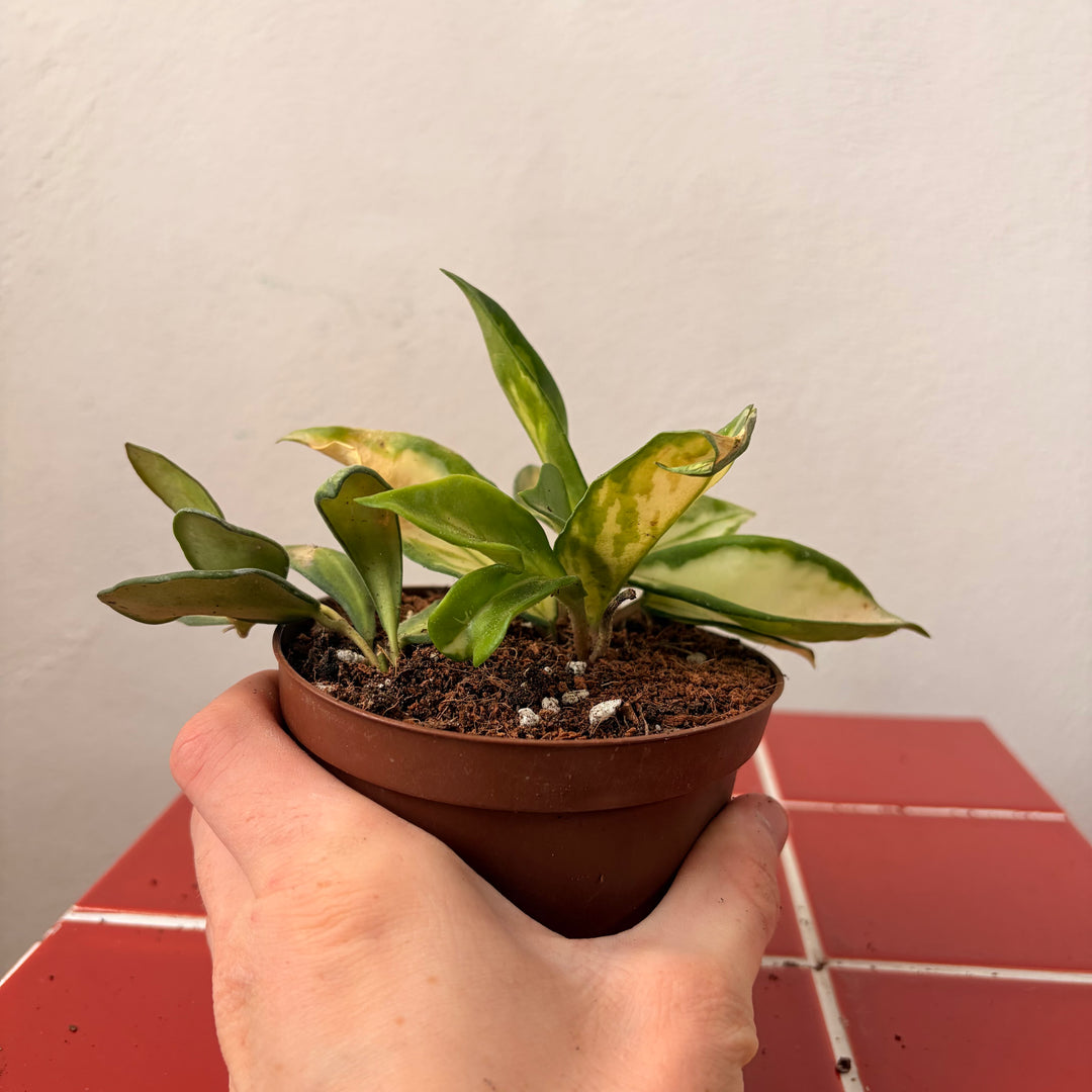 RESCUE Hoya mix
