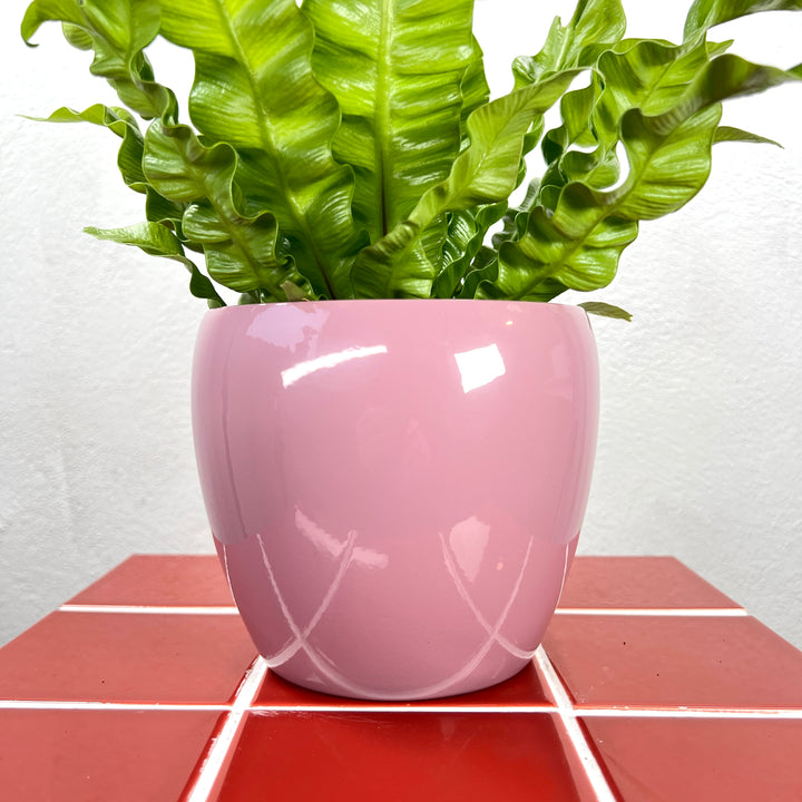 Gloss Colour Ceramic Pot  (15 × 13 cm)