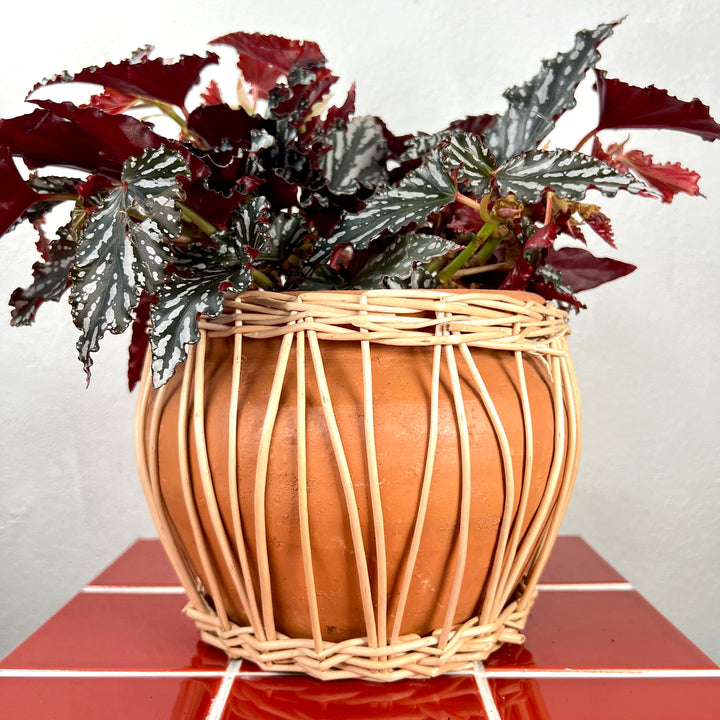 Terracotta & Willow Woven Bowl Pot – 21cm