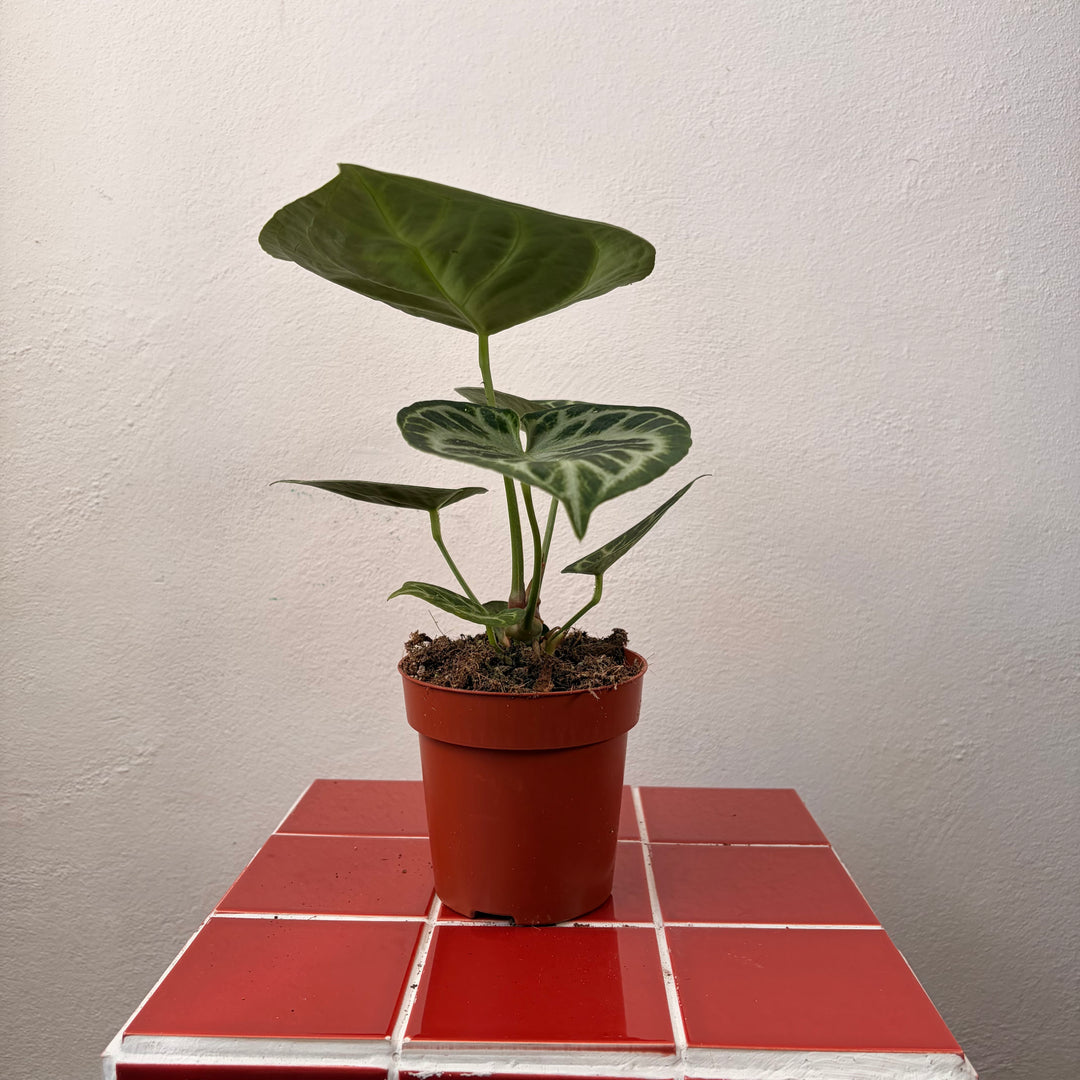 RESCUE Anthurium Silver Blush