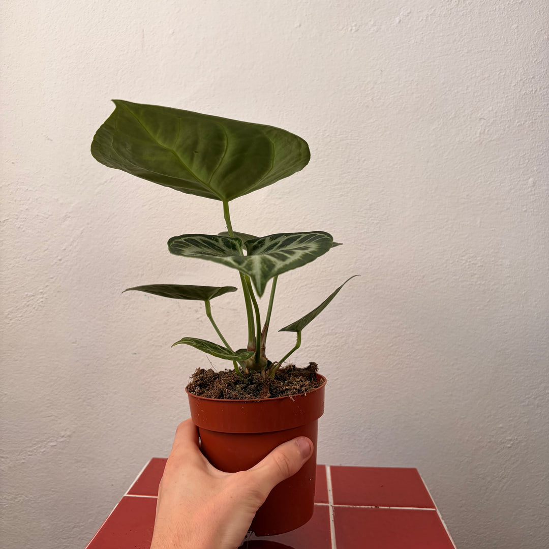 RESCUE Anthurium Silver Blush