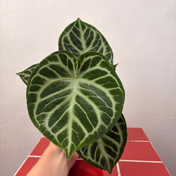 RESCUE Anthurium Silver Blush