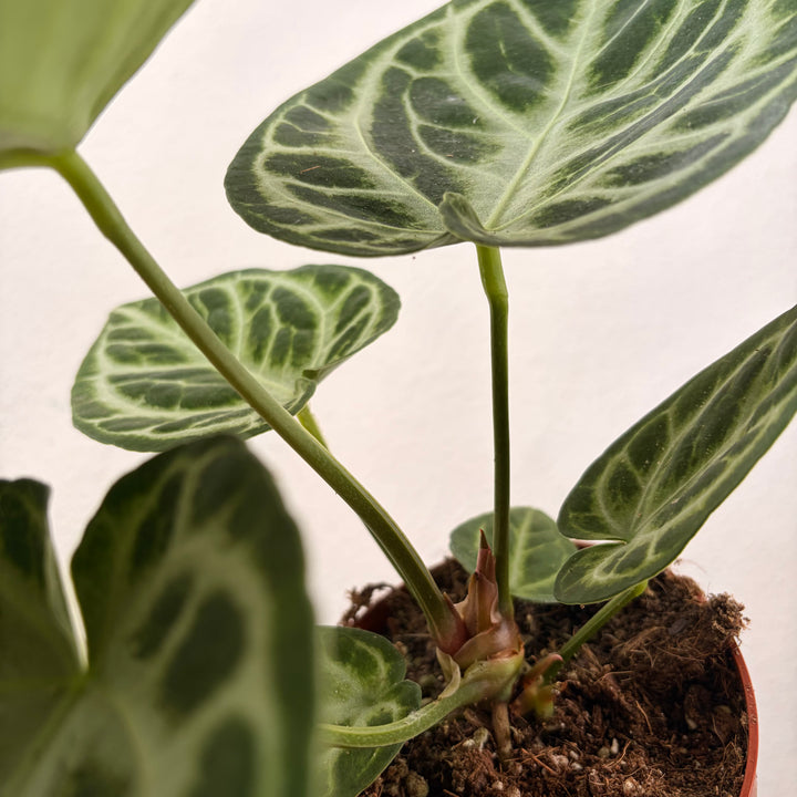 RESCUE Anthurium Silver Blush