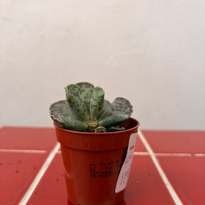 Adromischus cooperi