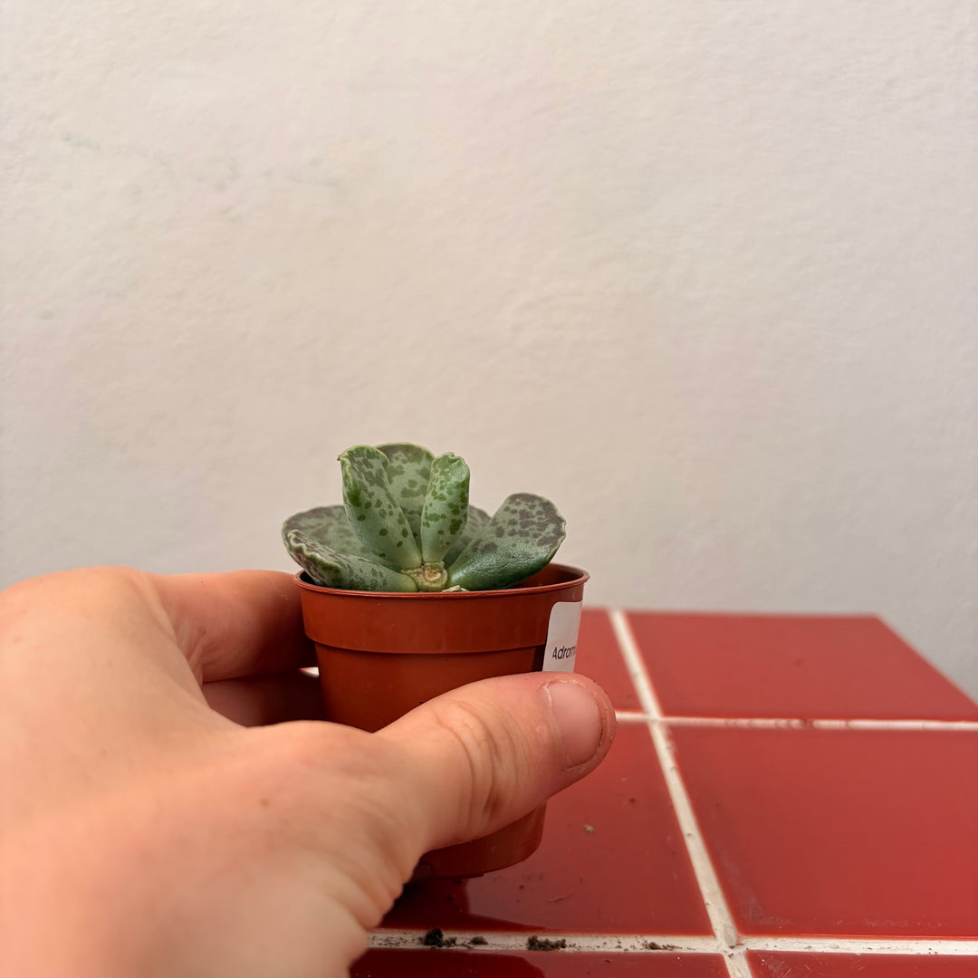 Adromischus cooperi