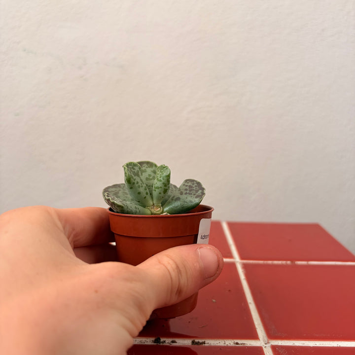 Adromischus cooperi