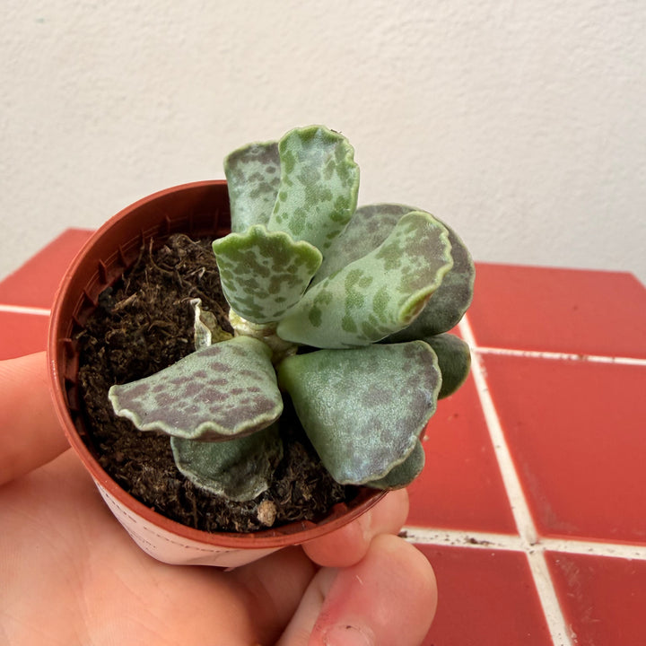 Adromischus cooperi