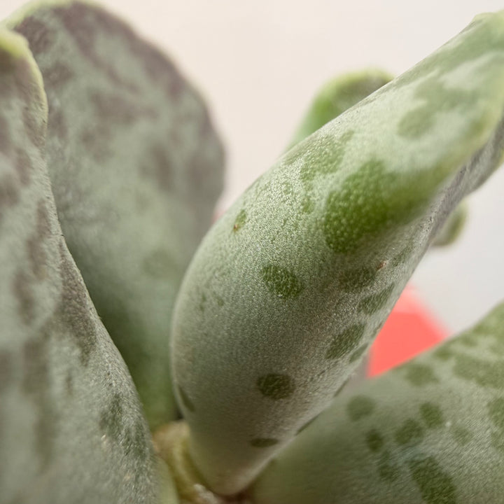 Adromischus cooperi