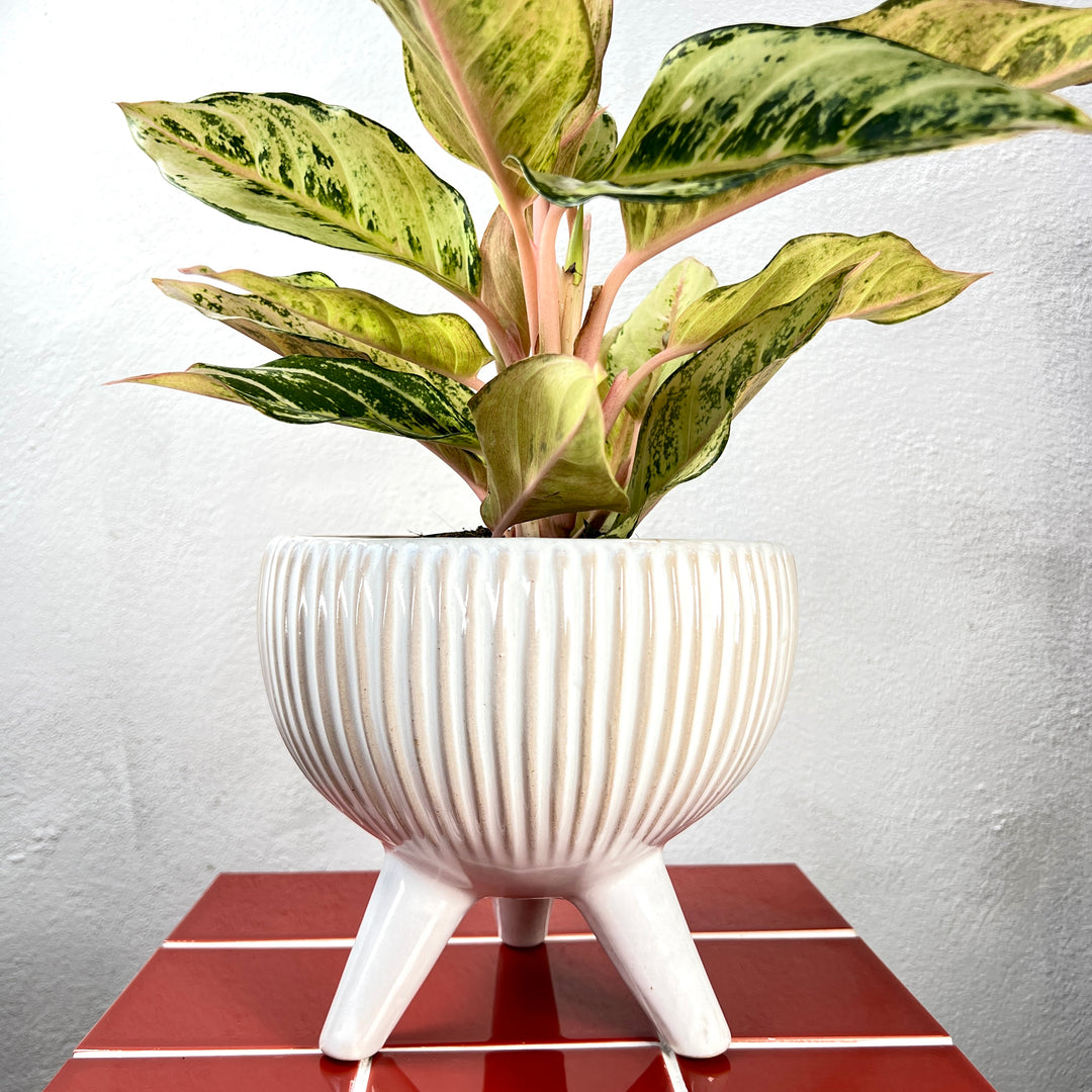 White Tripod Ridged Pot