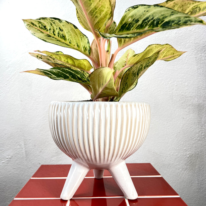 White Tripod Ridged Pot